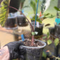 Alocasia Mojito