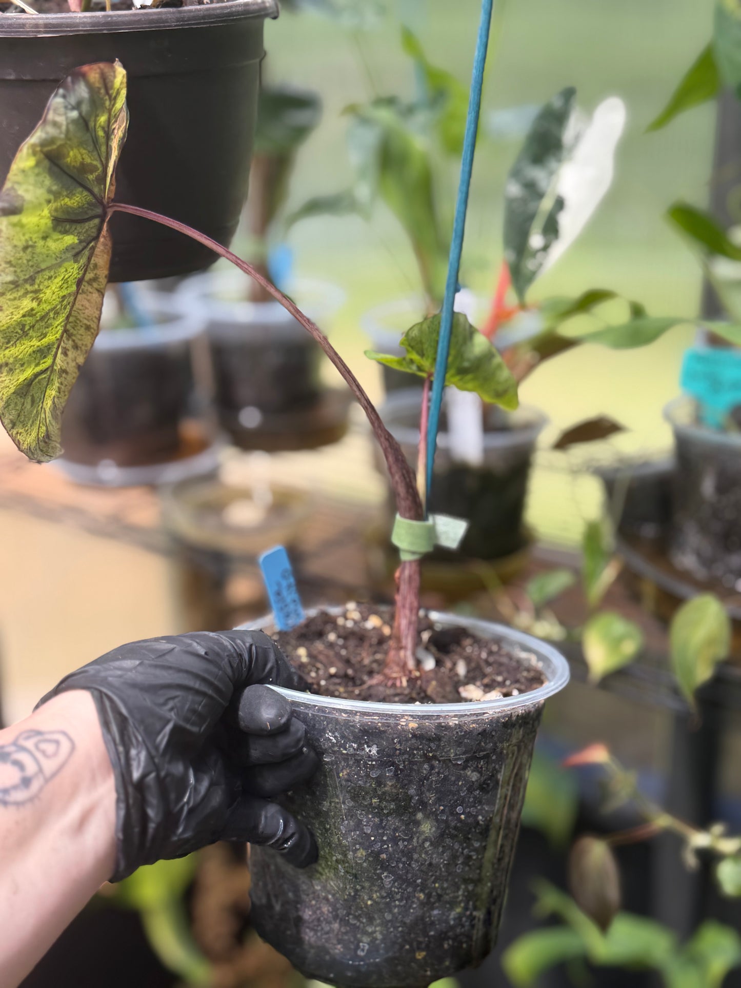 Alocasia Mojito