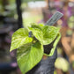 Epipremnum Aureum Jade Pothos -SPORT VARIGATED MUTANT