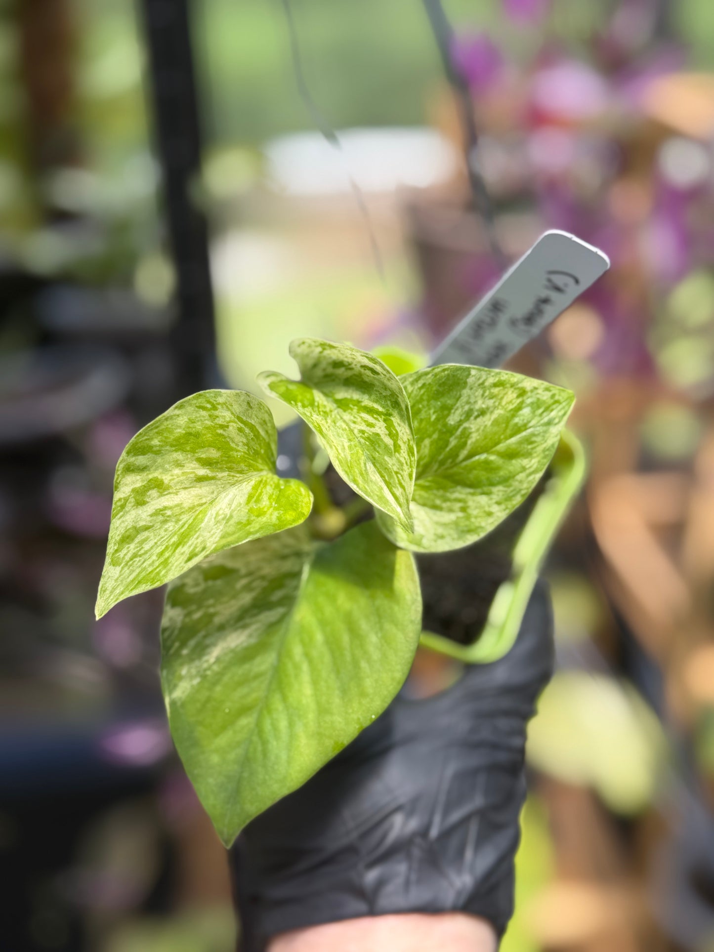 Epipremnum Aureum Jade Pothos -SPORT VARIGATED MUTANT