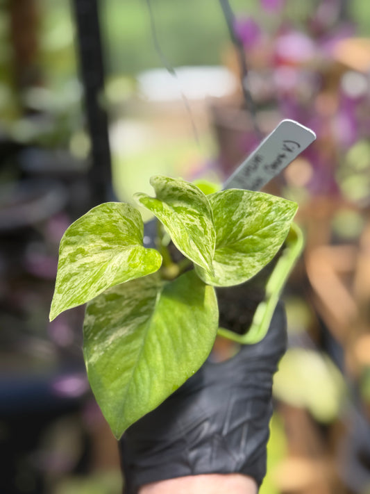 Epipremnum Aureum Jade Pothos -SPORT VARIGATED MUTANT