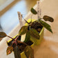 Philodendron Pink Princess Marble Starter