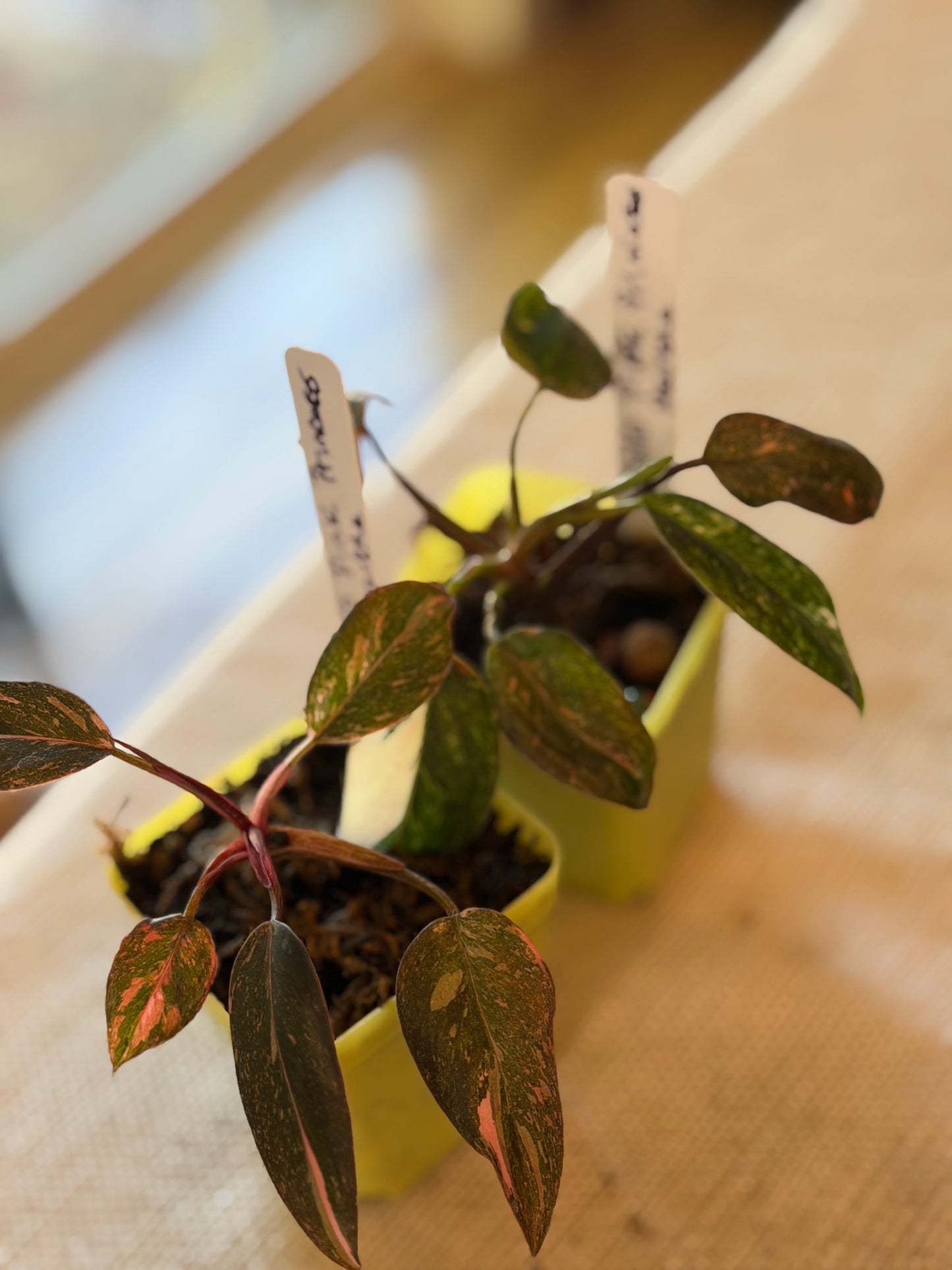 Philodendron Pink Princess Marble Starter