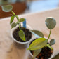 Philodendron Silver Sword