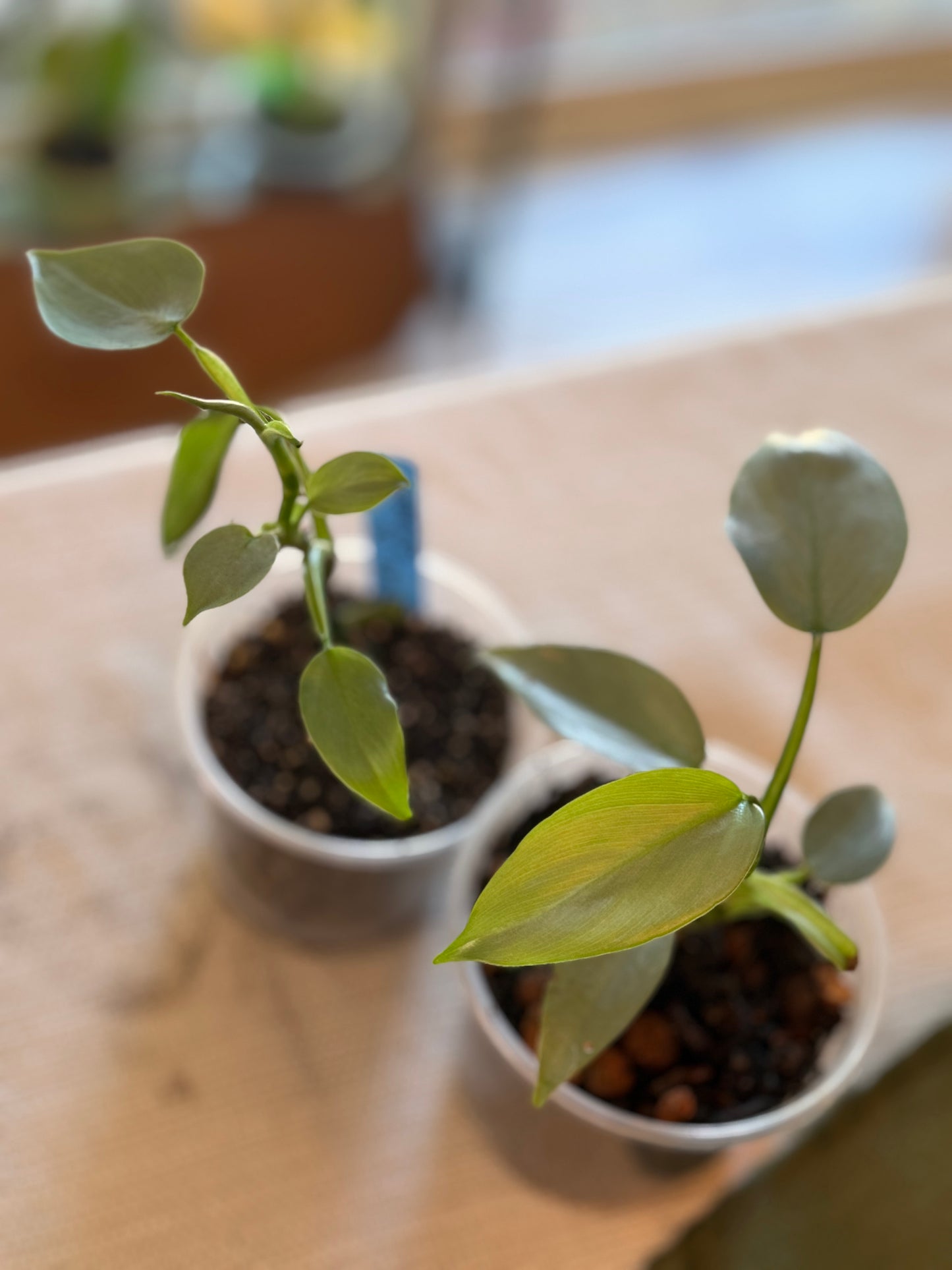 Philodendron Silver Sword