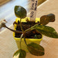 Philodendron Pink Princess Marble Starter