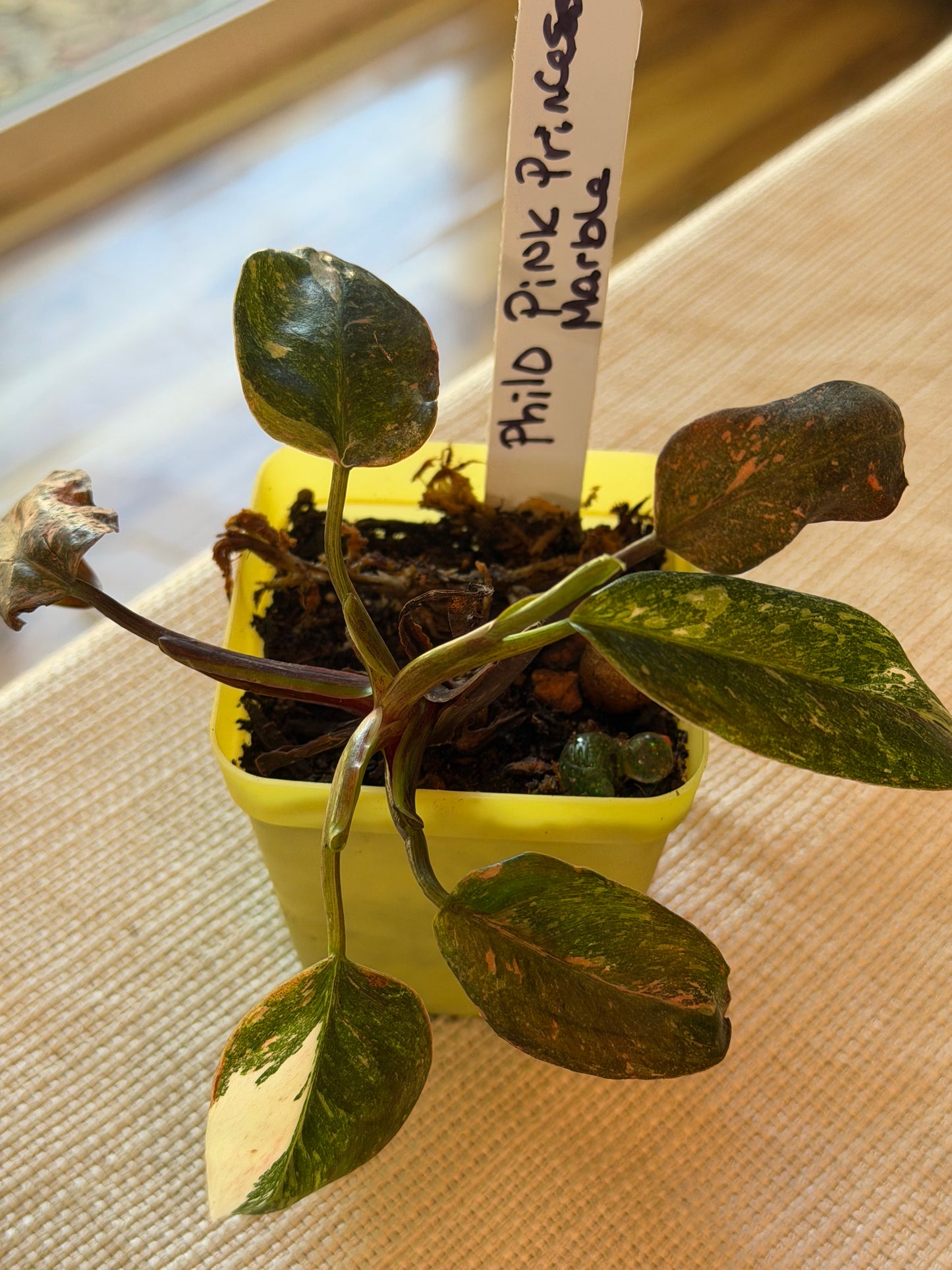 Philodendron Pink Princess Marble Starter