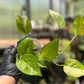 Philodendron Hederaceum Heartleaf Pothos