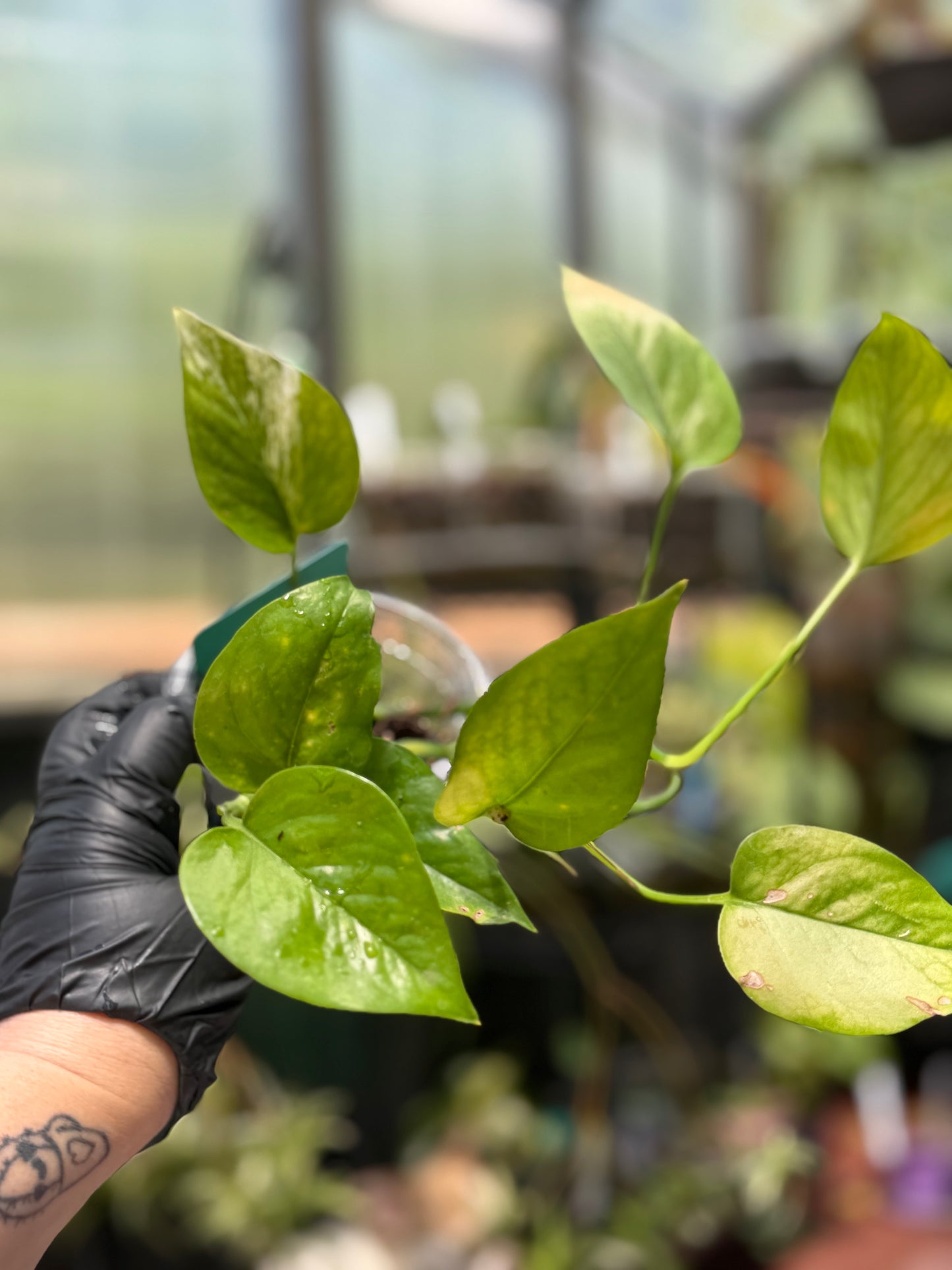Philodendron Hederaceum Heartleaf Pothos