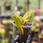 Golden Dragon Philodendron