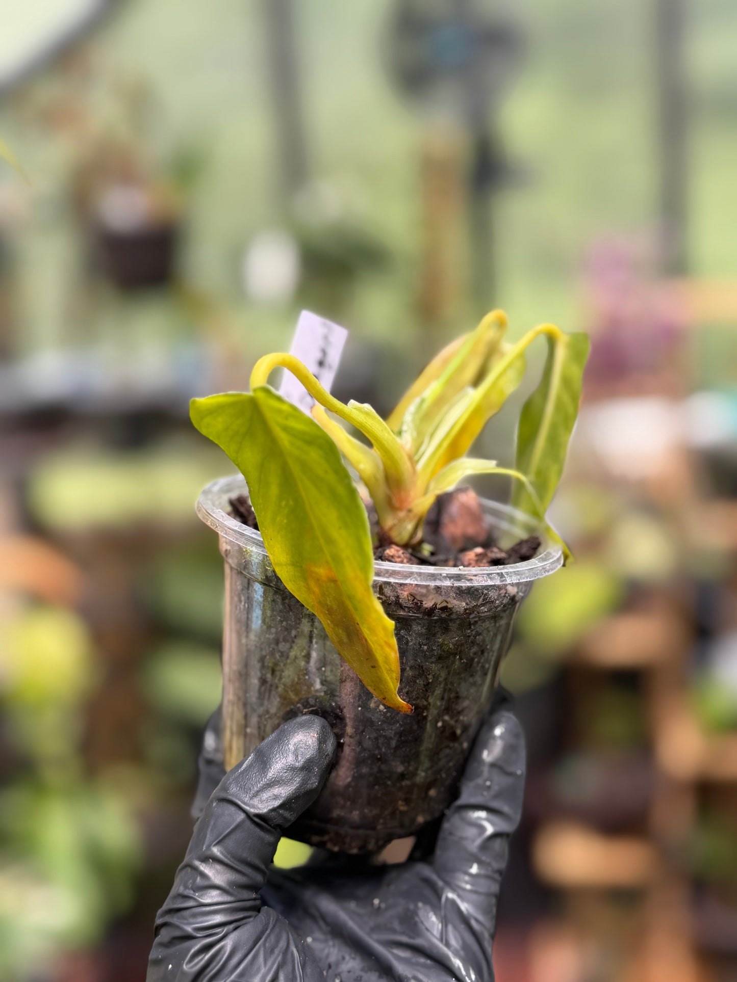 Golden Dragon Philodendron