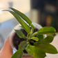 Philodendron Florida Ghost Mint