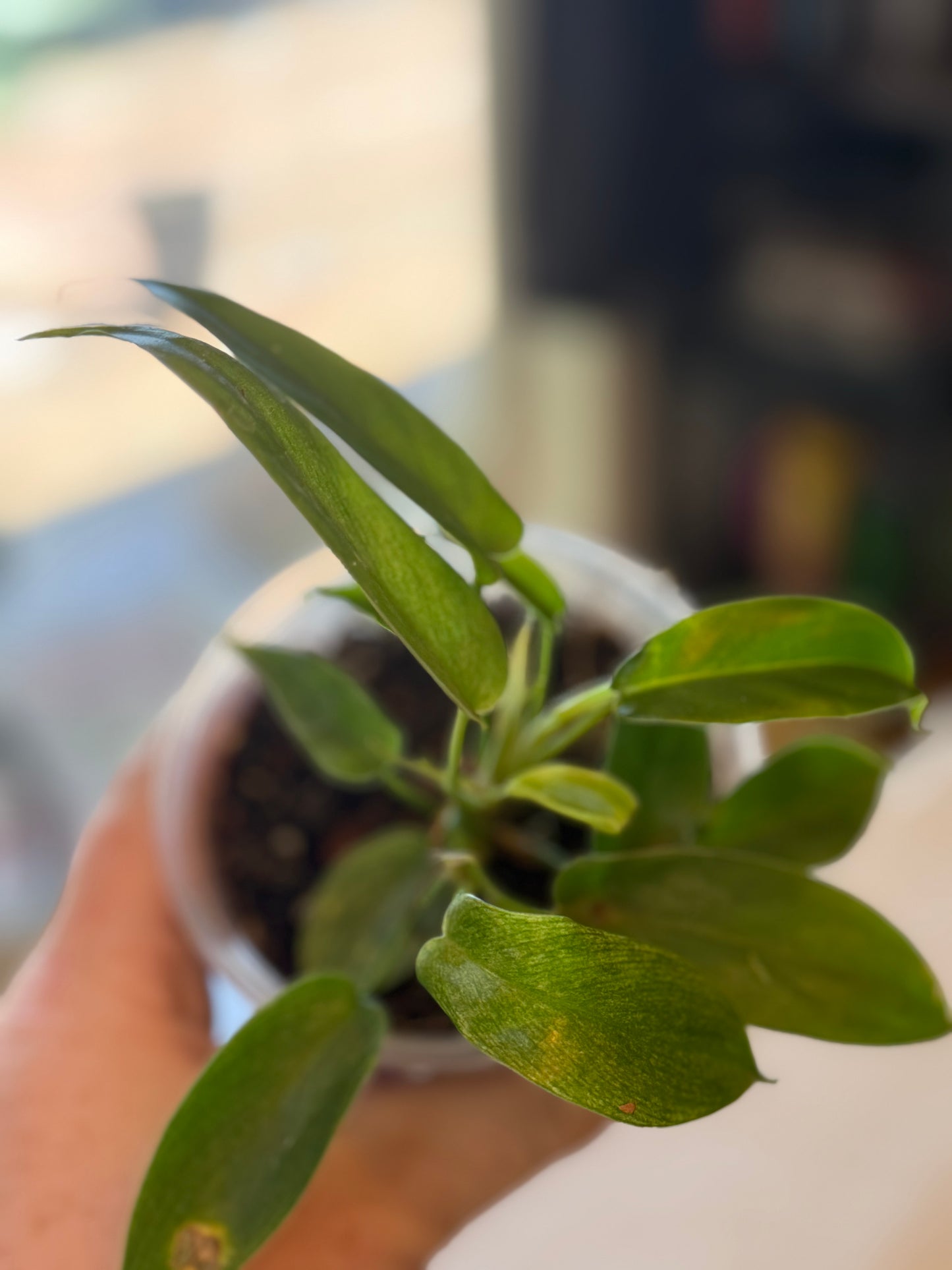 Philodendron Florida Ghost Mint