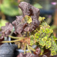 Begonia YTO Yellow Thelma O'Reilly