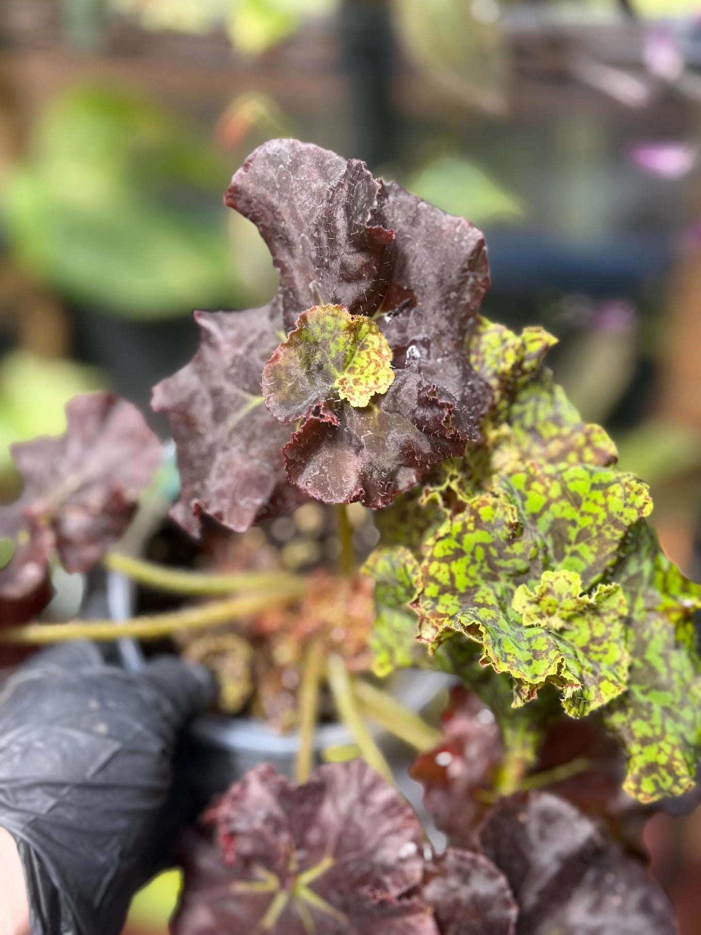 Begonia YTO Yellow Thelma O'Reilly