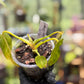 Golden Dragon Philodendron