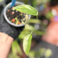 Epipremnum Pinnatum Marble King