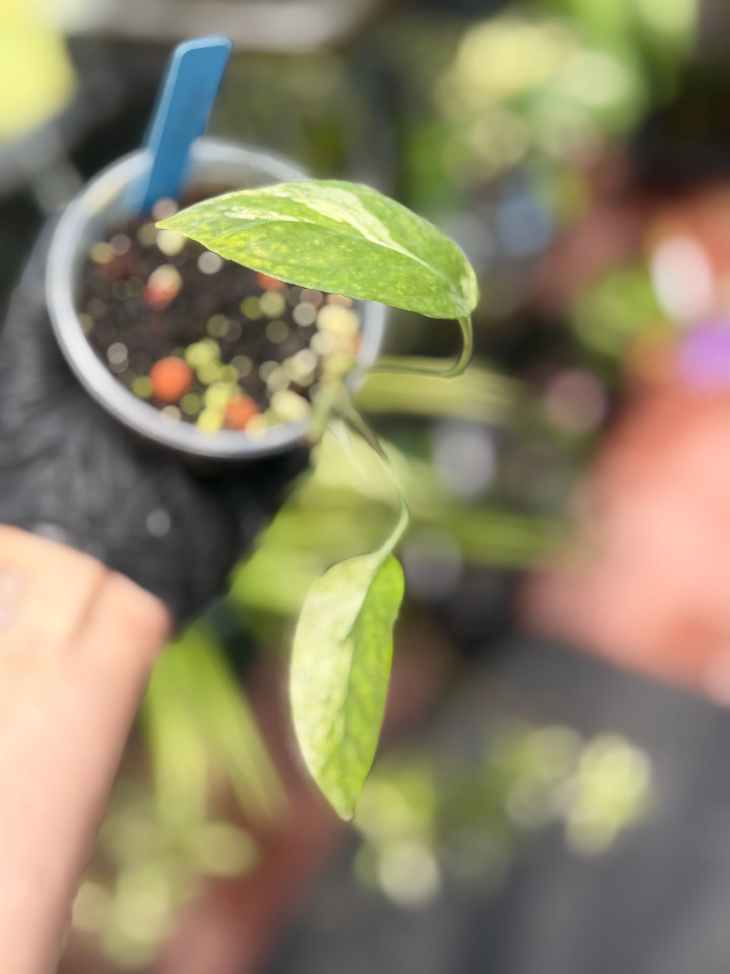 Epipremnum Pinnatum Marble King