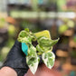 Epipremnum Aureum N’Joy Pothos