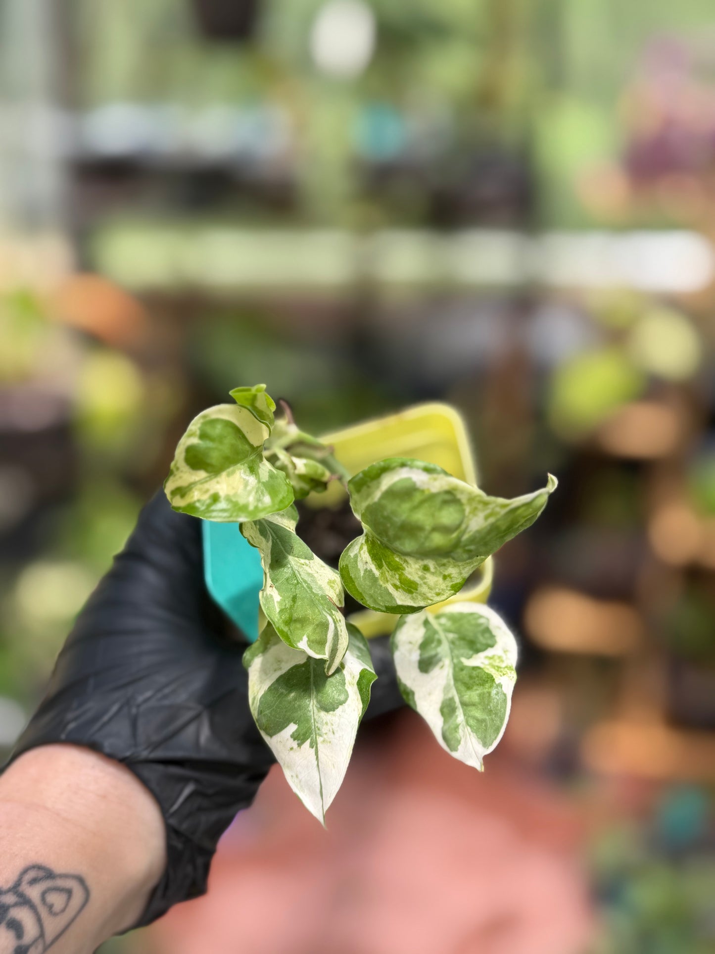 Epipremnum Aureum N’Joy Pothos