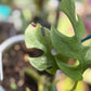 Rhaphidophora Tetrasperma 'White Monster’ ‘Mint’