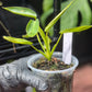 Philodendron Spiritus Sancti