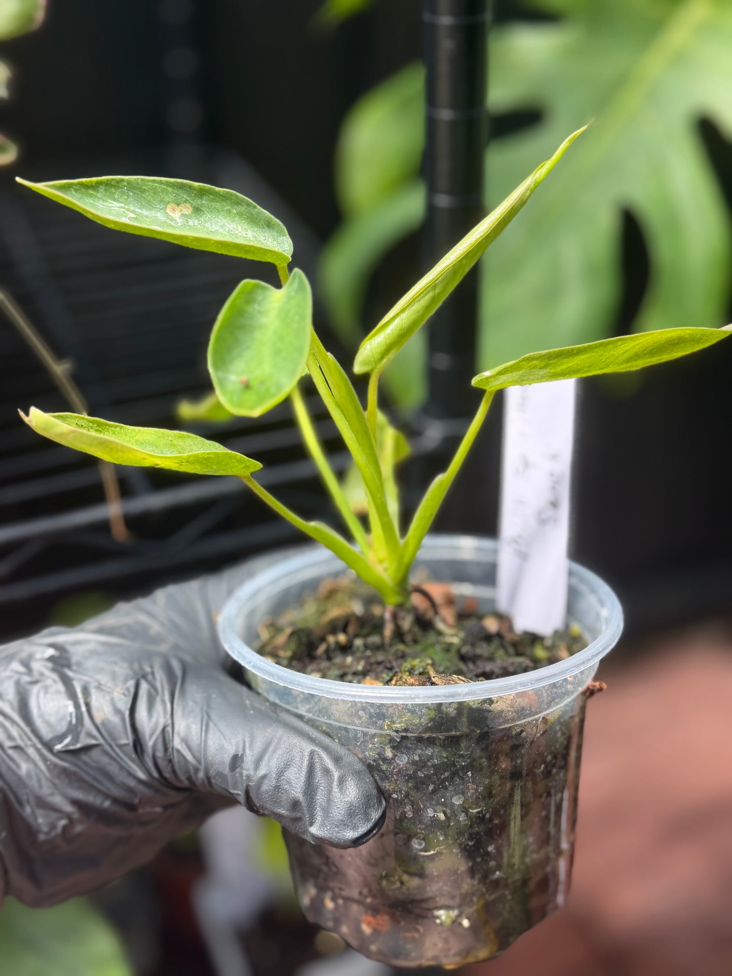 Philodendron Spiritus Sancti