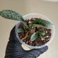 Drimiopsis Kirkii Plant Leopard Lily