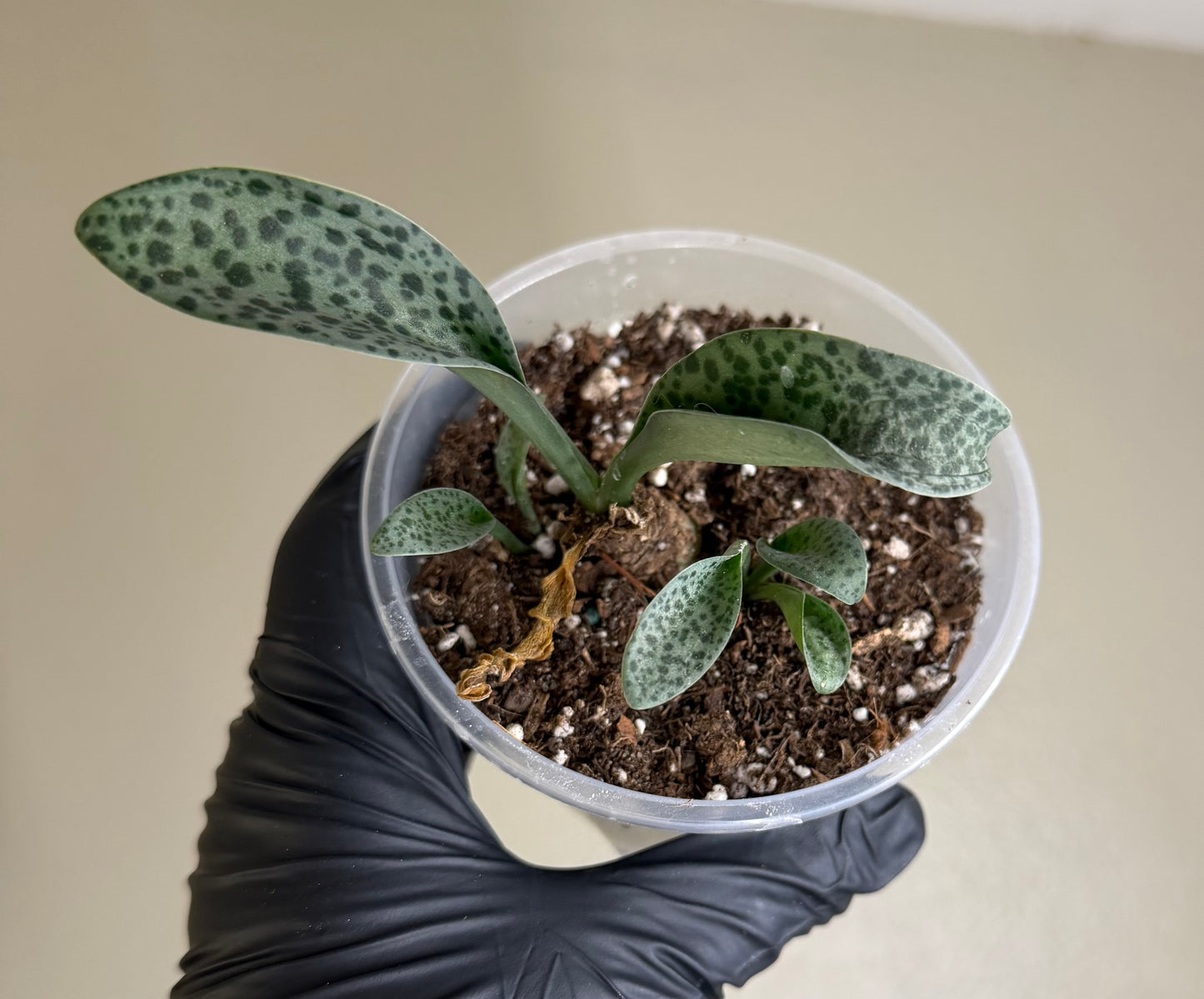 Drimiopsis Kirkii Plant Leopard Lily