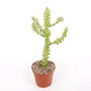 Euphorbia Trigona Mint Cream Cathedral Cactus