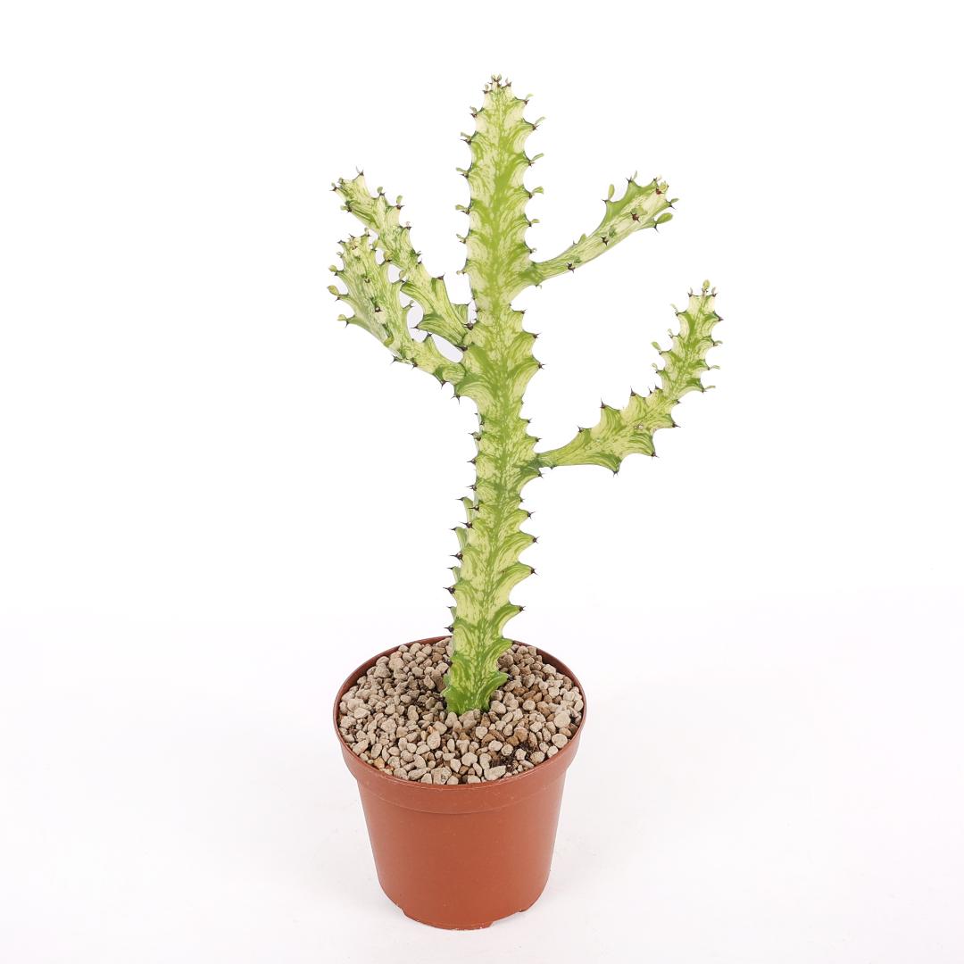 Euphorbia Trigona Mint Cream Cathedral Cactus