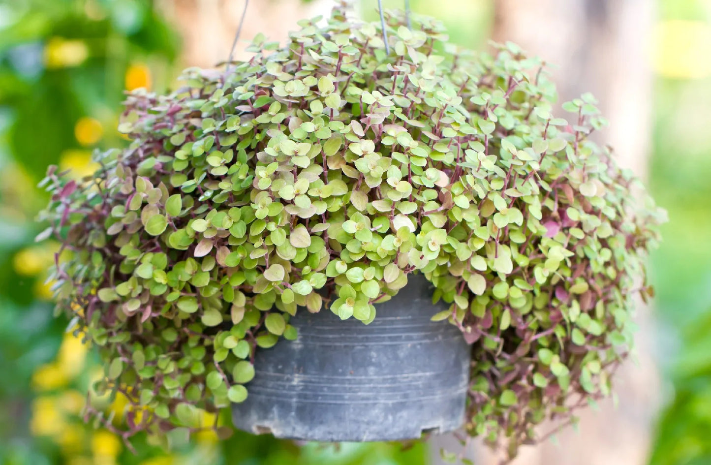 Callisia Repens Golden