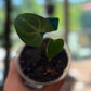 Anthurium Clarinervium