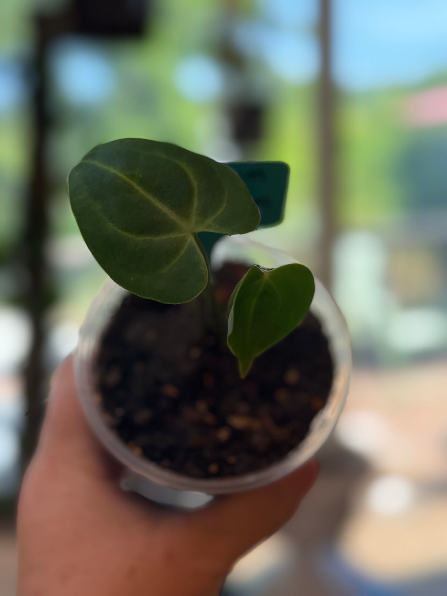 Anthurium Clarinervium