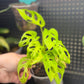 Monstera Adansonii Neon