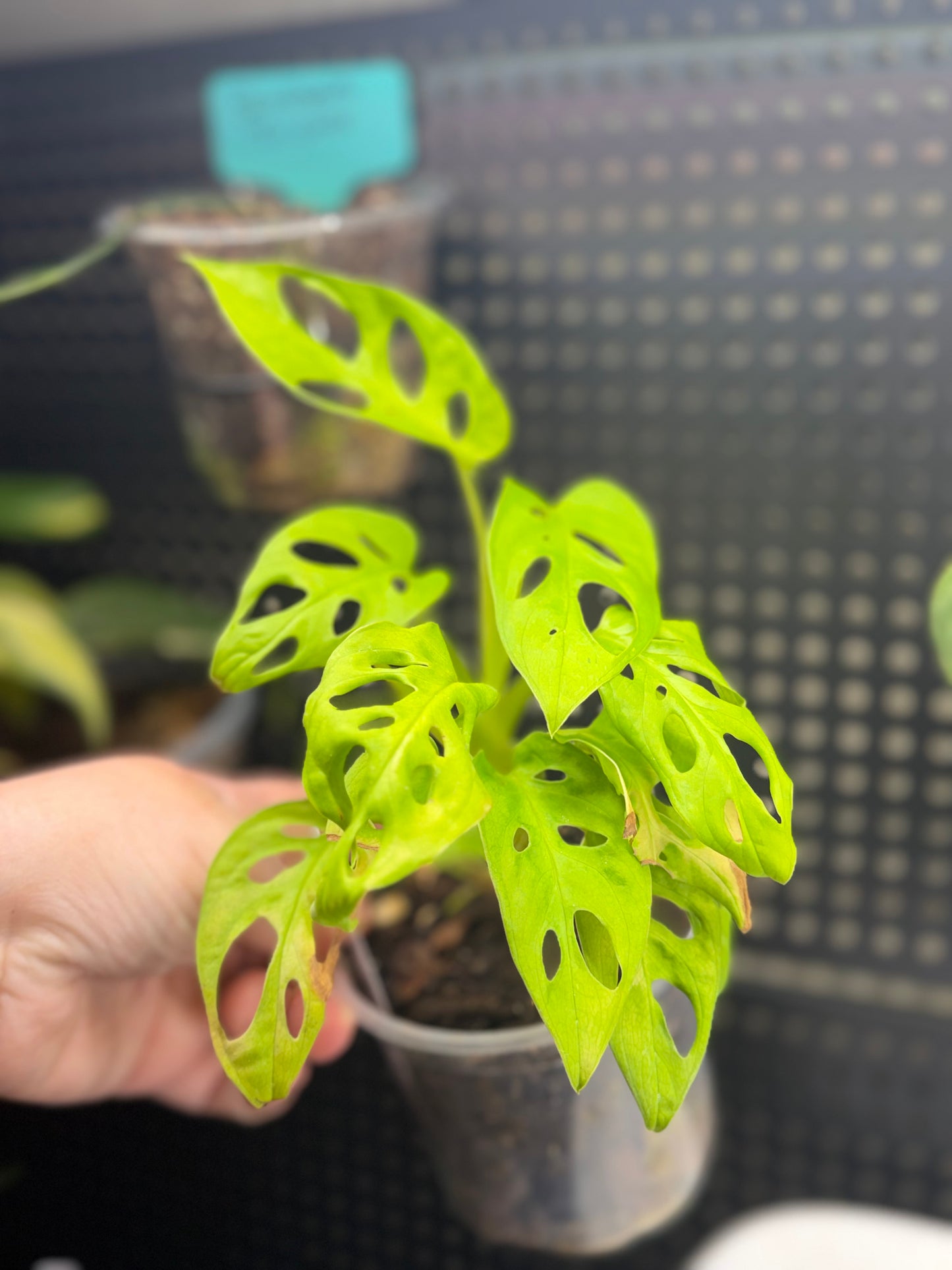 Monstera Adansonii Neon