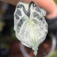 Alocasia Venom