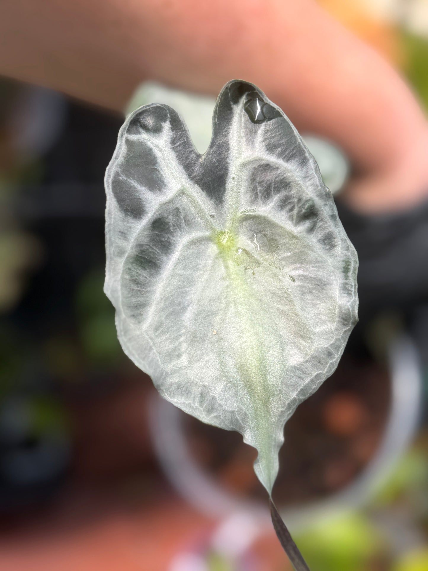Alocasia Venom
