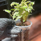 Syngonium Podophyllum 'Starlite'