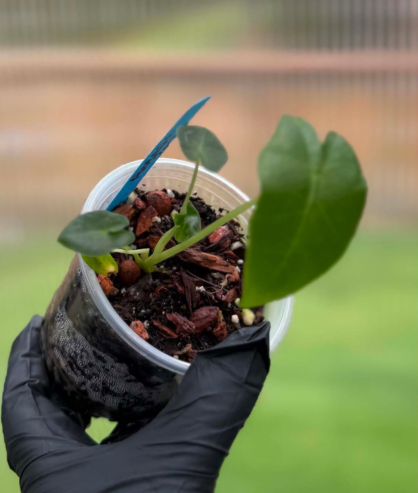 Alocasia Portei