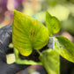 Epipremnum Aureum Jade Pothos -SPORT VARIGATED MUTANT