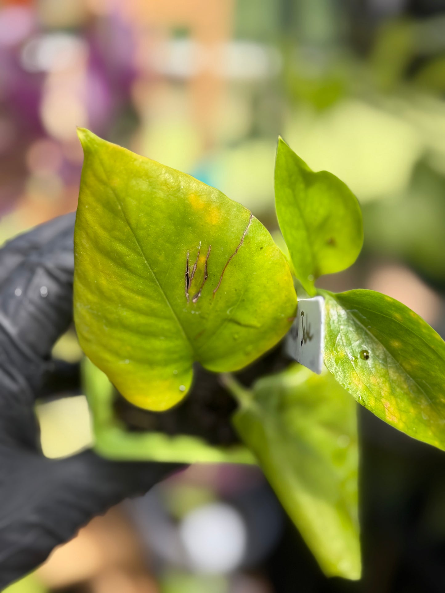 Epipremnum Aureum Jade Pothos -SPORT VARIGATED MUTANT
