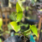 Epipremnum Aureum Jade Pothos -SPORT VARIGATED MUTANT