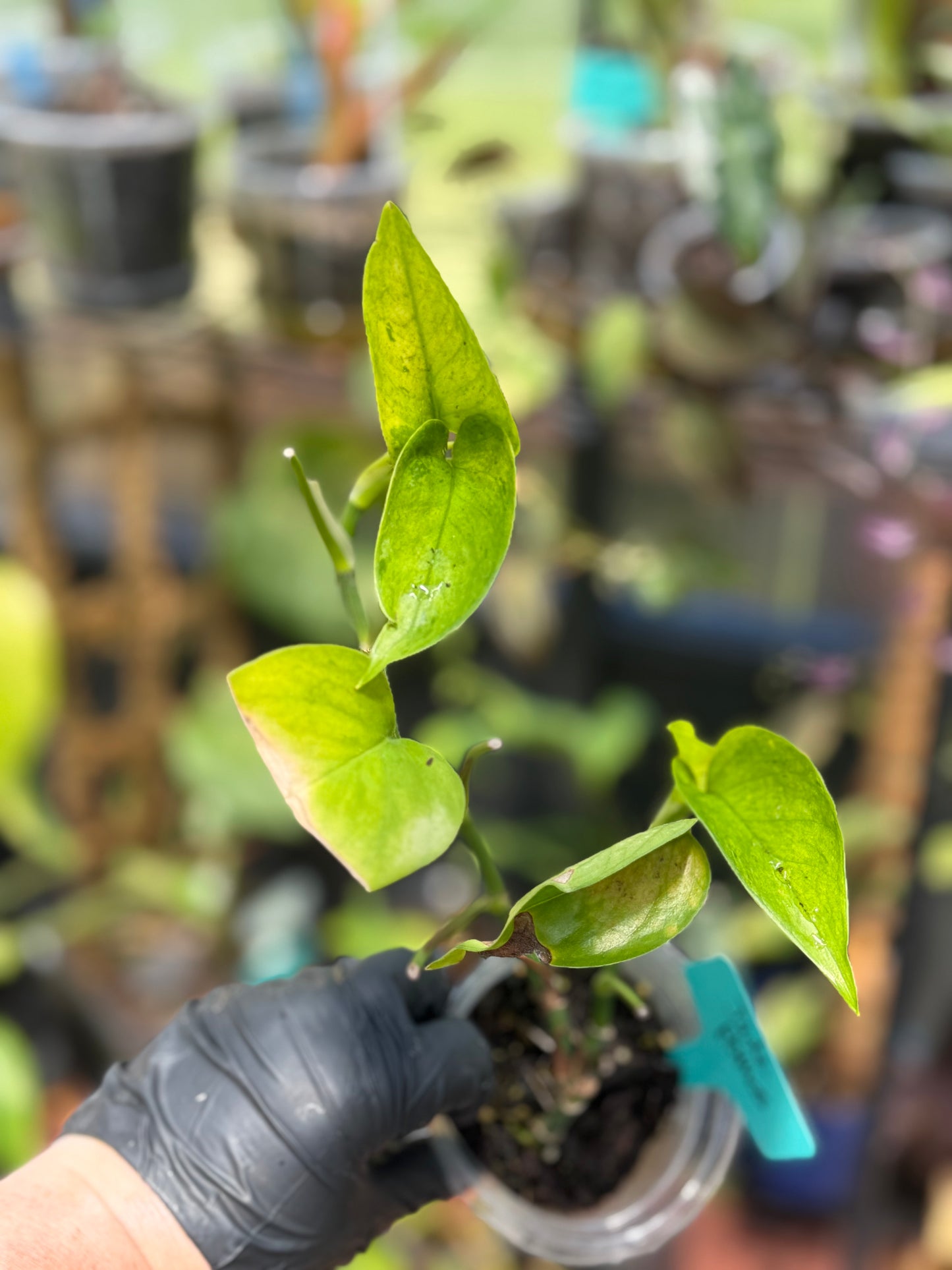 Epipremnum Aureum Jade Pothos -SPORT VARIGATED MUTANT