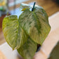 Philodendron Mamei Silver Cloud