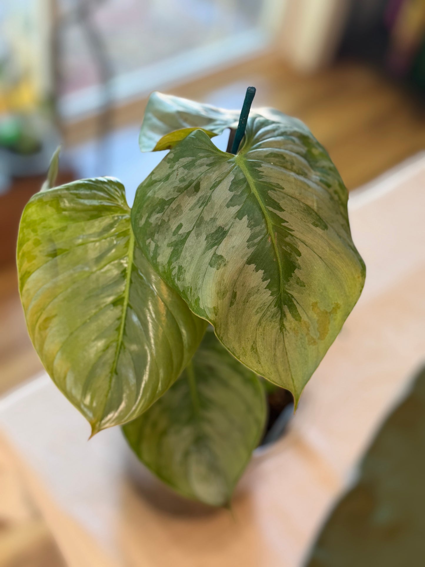 Philodendron Mamei Silver Cloud