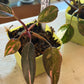 Philodendron Pink Princess Marble Starter