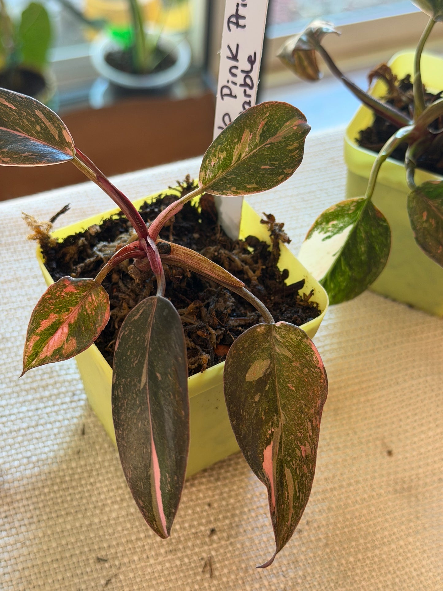 Philodendron Pink Princess Marble Starter