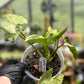 Syngonium Podophyllum 'Green Splash'
