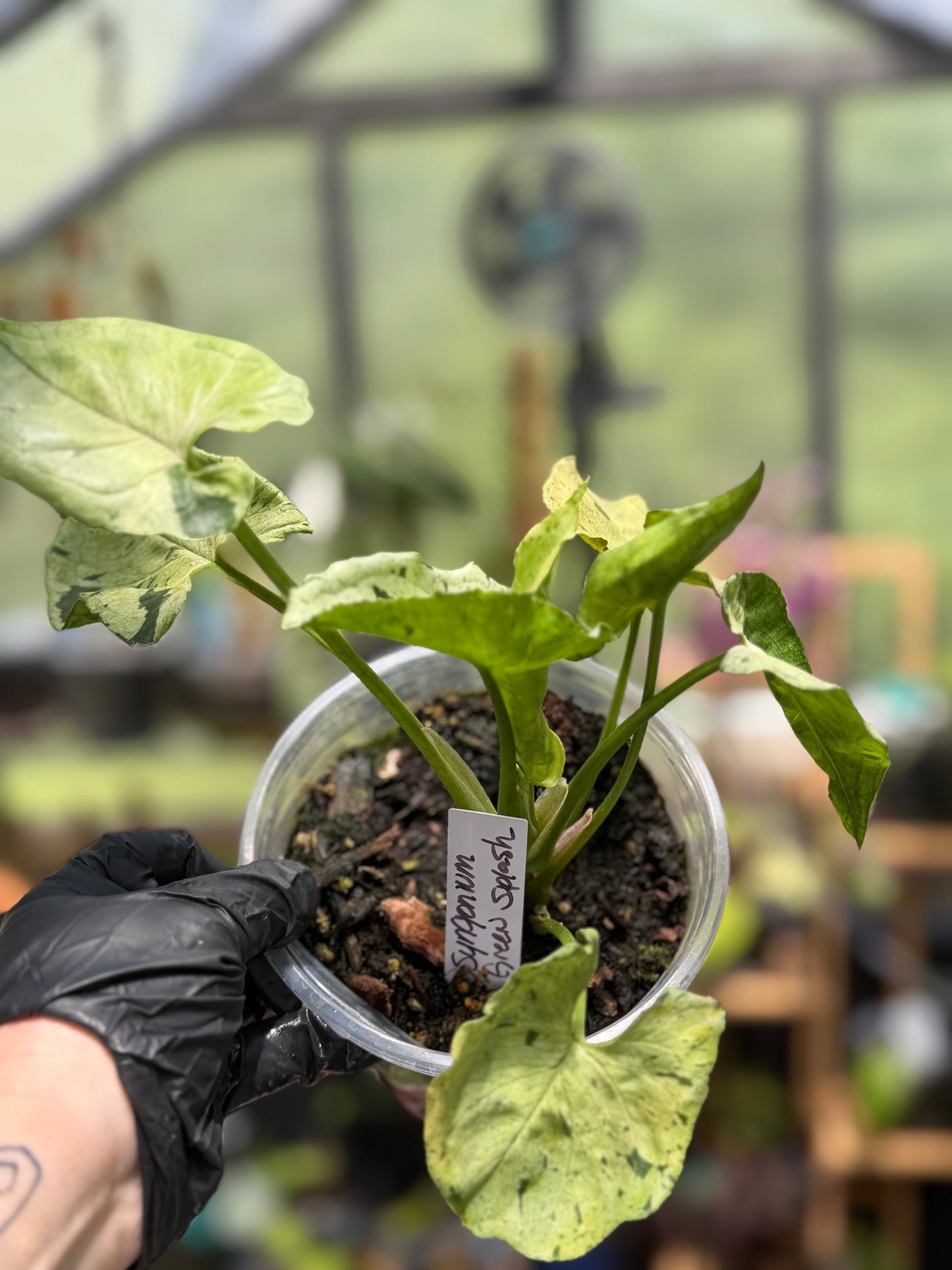 Syngonium Podophyllum 'Green Splash'